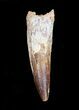 Large / Inch Spinosaurus Tooth #4005-2